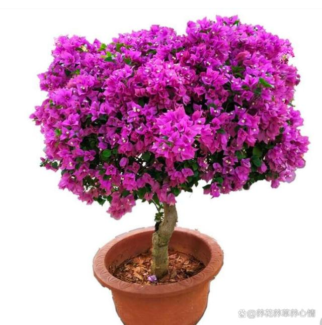 10月后养花，首选4种“爆花王”，四季轮番开，全年是花海