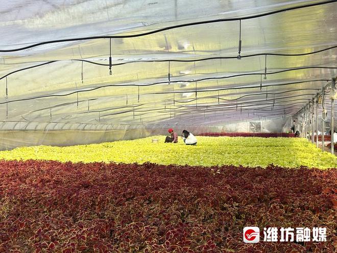 潍坊：绿化好时节，忙出好“钱”景