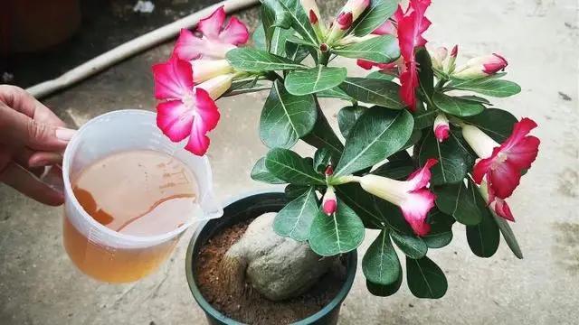 4种漂亮耐旱“盆栽”，很好养不费力，出门一个月不管，照样完美