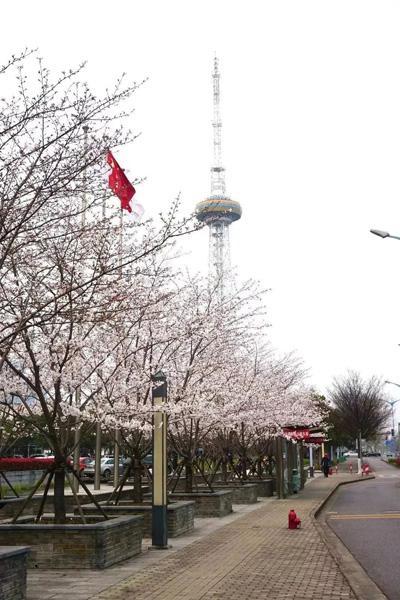 打造四季多彩的道路景观！青浦新增一条上海市绿化特色道路