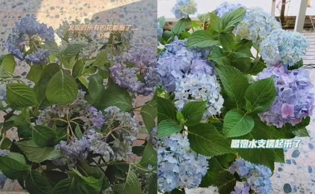延长花期？花朵打蔫？花后修剪？绣球花期管理全攻略来了！
