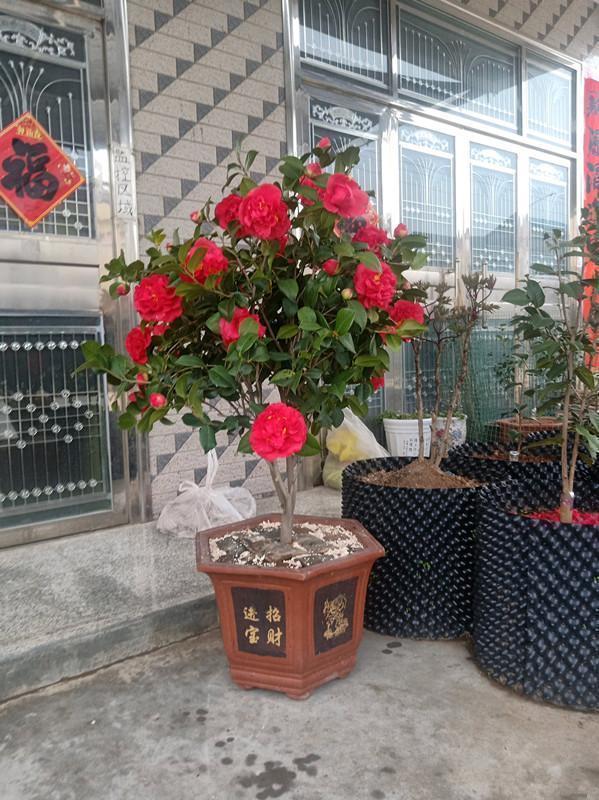 别养月季了，此花色彩娇艳，打理轻松，香气芬芳，值得入手