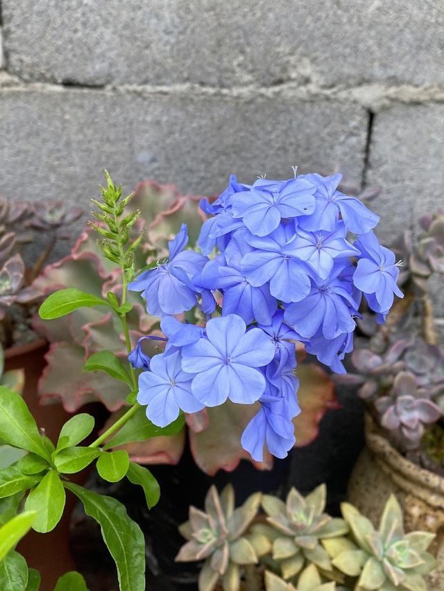 7种漂亮花，越热越“出彩”，6、7月养花首选，适合新手