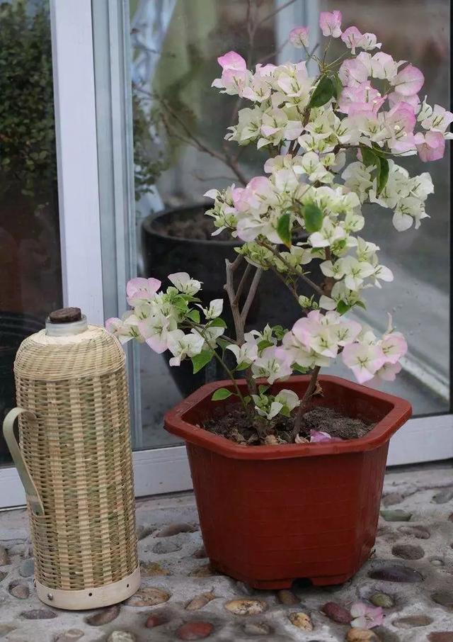 夏日必备：晒不死的花卉推荐，阳光越强越好