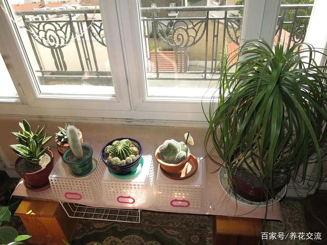 养花七大技巧，真正去提升养花技术，不能靠嘴说，你能做到吗？