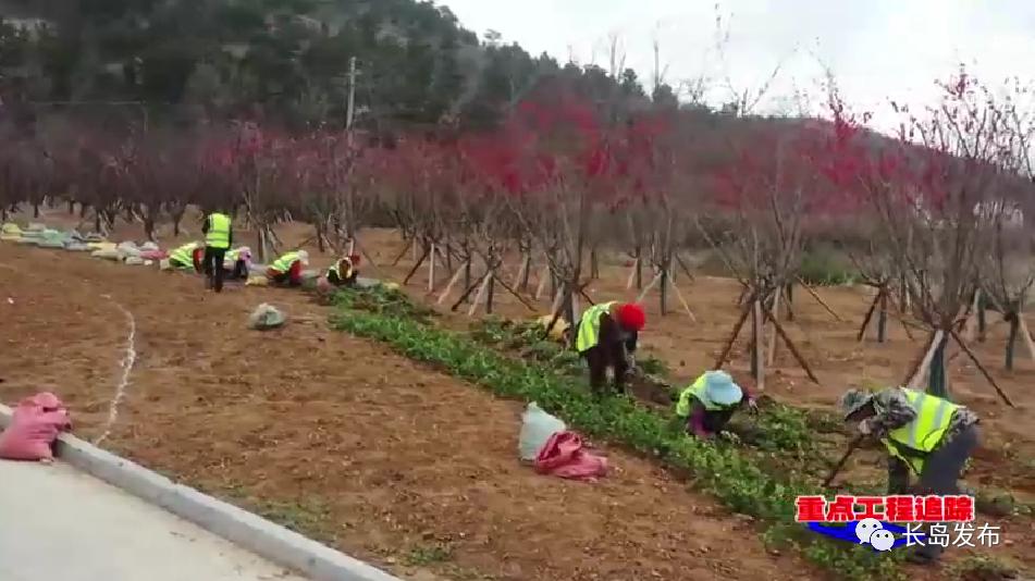 长岛：加快绿化景观提升 绘就高质量发展生态底色
