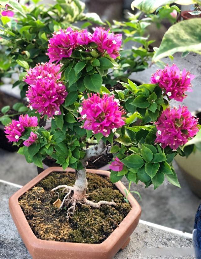 养花“三要素”，新手不注意很容易把花养死，所有花都遵循这几点