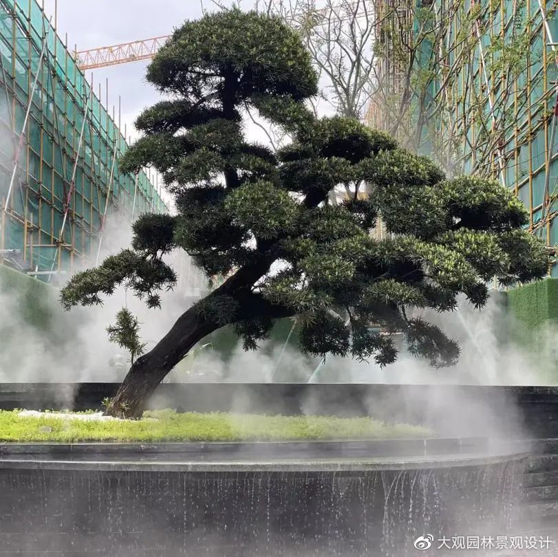 喜欢松树在园林景观设计中的点滴寓意