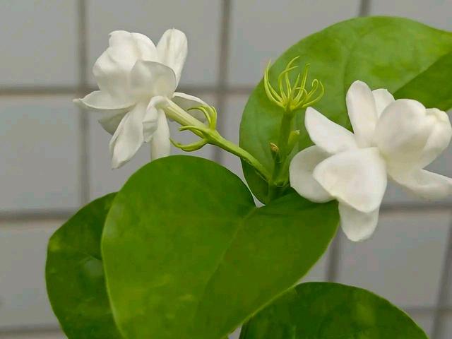 劝你别养栀子花，我入过的“坑”，你要避开，不是吓唬你