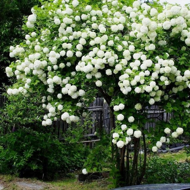 适合种在庭院里的木绣球，开花壮观，容易打理，不容错过
