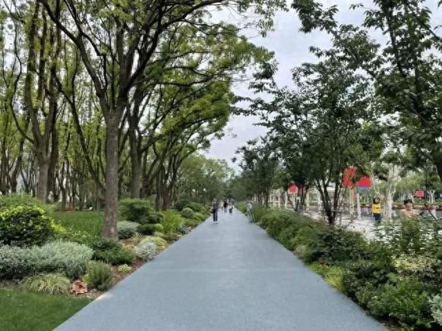 静安这条道路绿化相关研究获上海市一等奖