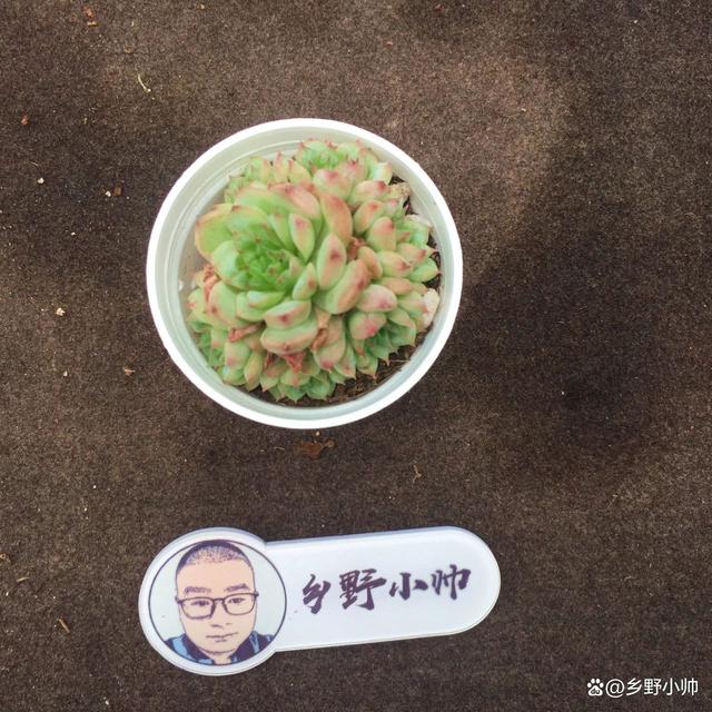 分享精品多肉，群生的小老桩，一起看看吧