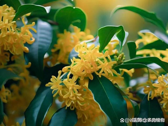 桂花养护大全：你必须知道的施肥时间和方法