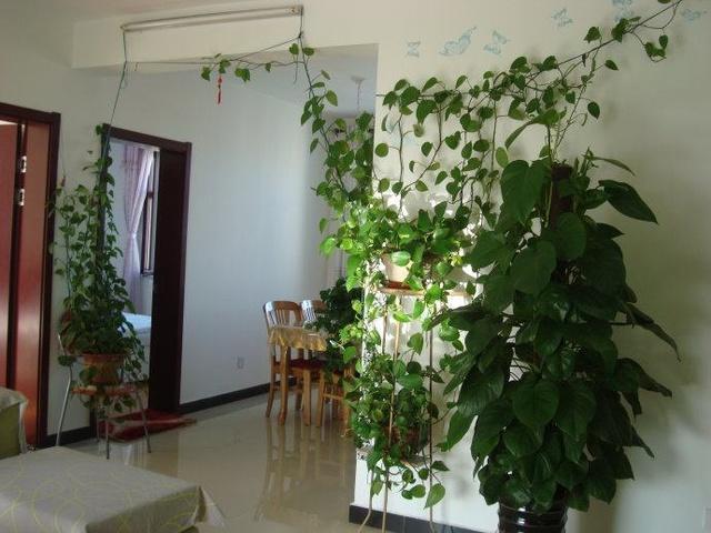 客厅养“树”，十家有九富，4种“吉祥树”，屋里一摆，养人旺家