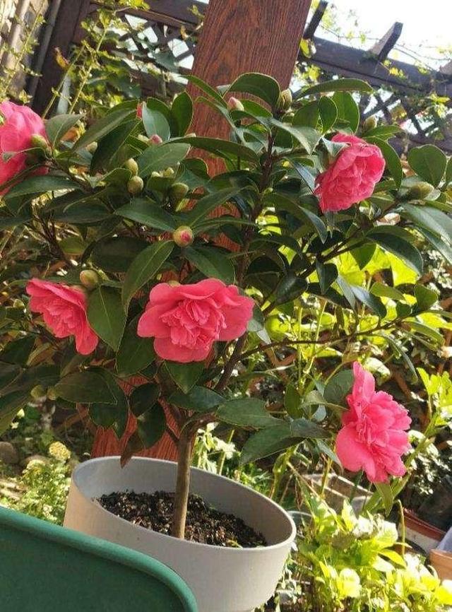 它被誉为“茶花之王”，香气馥郁，花色艳丽，花期长达小半年