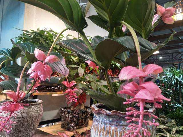 室内养花，5种花不能养，2种花要常养，是过来人的经验，要牢记