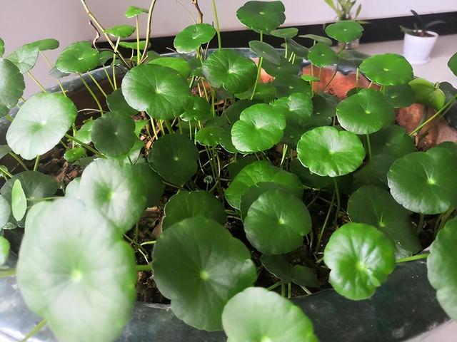 6种“入侵花”，别养院子里，种子太凶猛，一旦泛滥，除之不尽