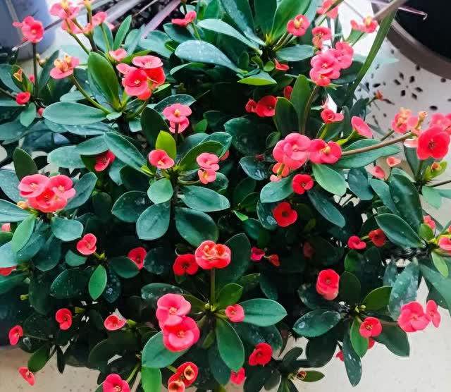 花市探寻：7种花爱不释手，品养千纸鹤，错过唏嘘难挽回