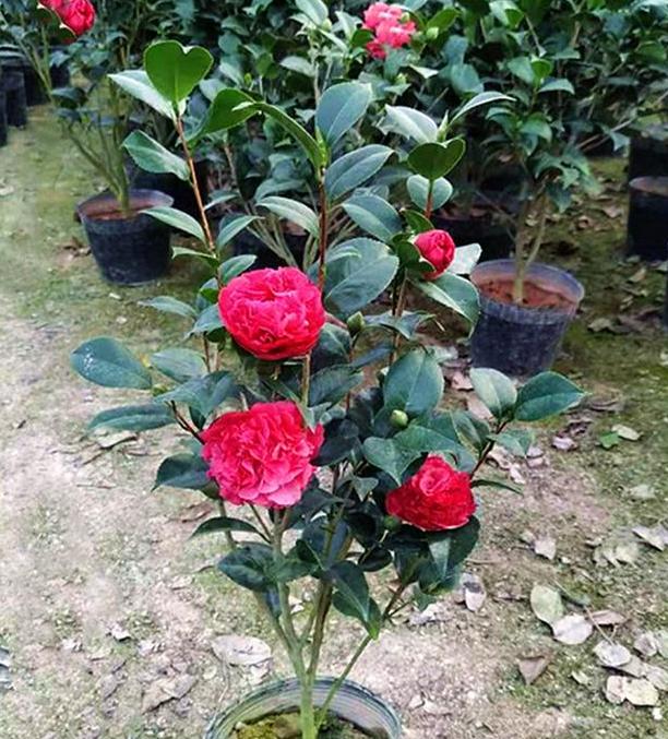 新品耐寒茶花一出，君子兰不香了！可耐零下20度低温