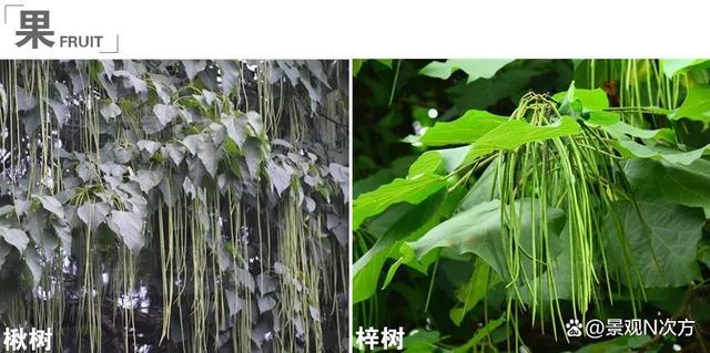 景观绿化中易混淆的植物品种。还在傻傻分不清吗