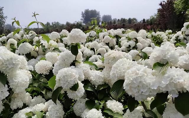 花色清新的木绣球，只需简单养护，就能开出很多个“大雪球”