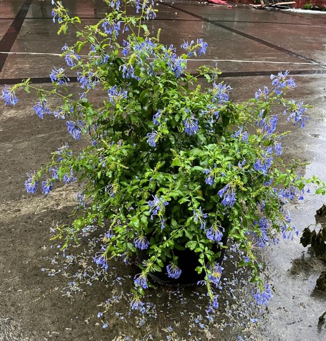 只能浇水，不能喷水、淋雨的9种花，再旱、再热也要管住手