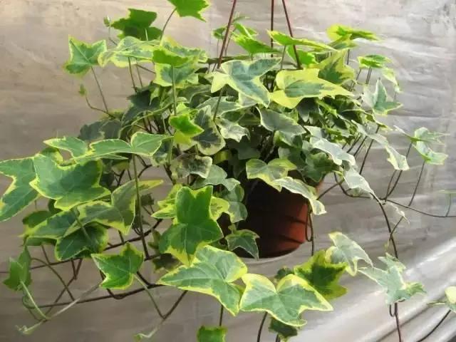 养花种草时，常出现这3种情况，说明真不适合养花，请及时止损