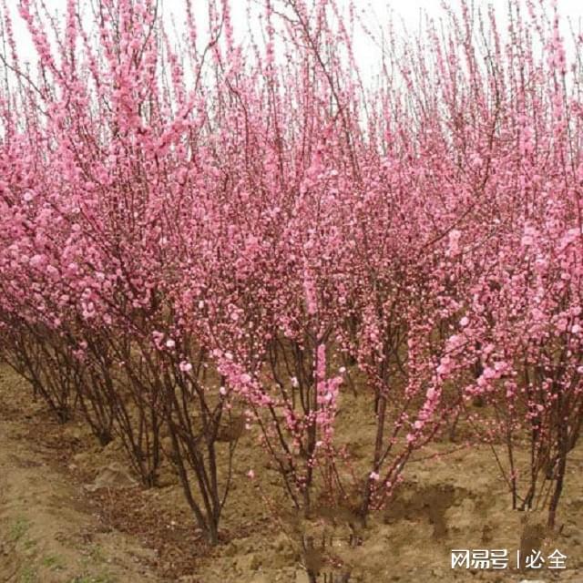 河北地区适用的60种灌木品种推荐