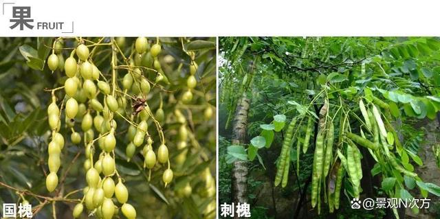 景观绿化中易混淆的植物品种。还在傻傻分不清吗