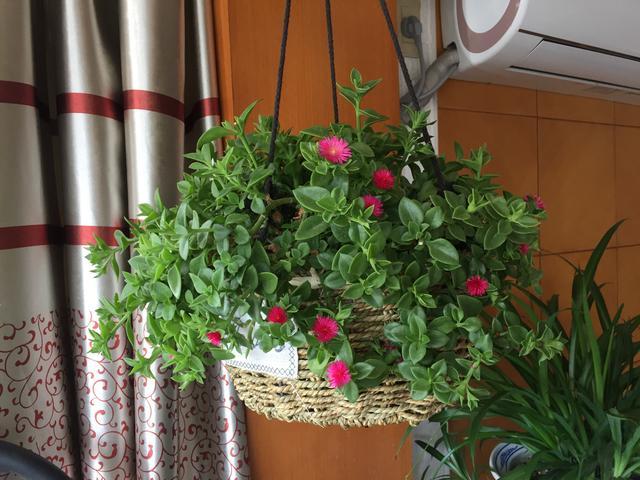 室内养花，5种花不能养，2种花要常养，是过来人的经验，要牢记