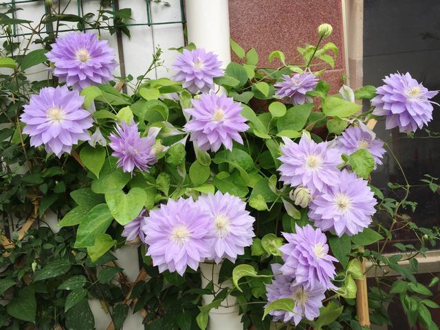 植物界的6种“花美人”，谁看了都喜欢，容易养“上瘾”