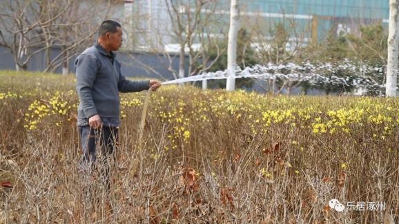 涿州：扮靓城市“颜值”，绿化养护好春光