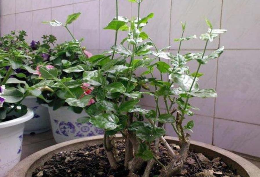 养3种花，秋天再剪一次，长出新枝就开花