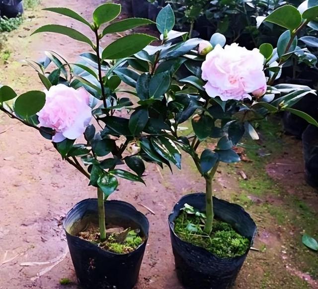 养盆“香妃”茶花，开花繁多、香味浓郁，关键是易养活，适合小白