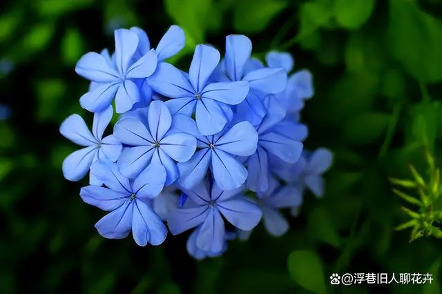 蓝雪花的花期到了，养护中做到“3个适当”，开花像“巨型花球”
