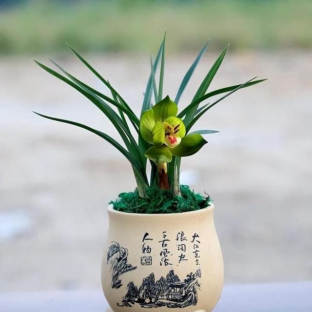 绿云兰花香味独特，气质优雅，还能提高居室格调和品位
