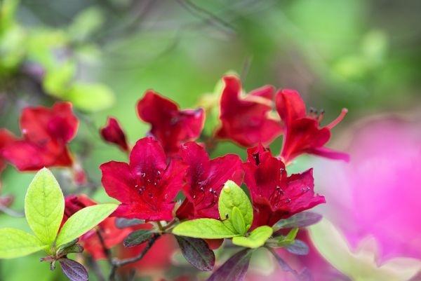 武汉“春赏花”切入杜鹃花海频道