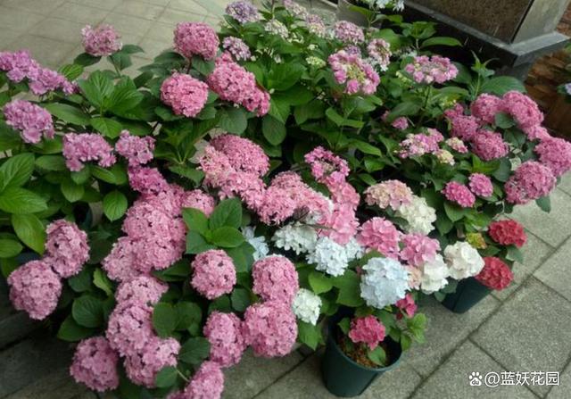 绣球花花苞发黑了怎么回事？四五月份绣球花管理做5要点
