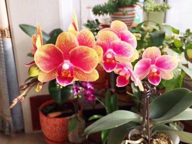 养花第3天，就被“教训”不会给花浇水，原来浇水还要先掌握这6点