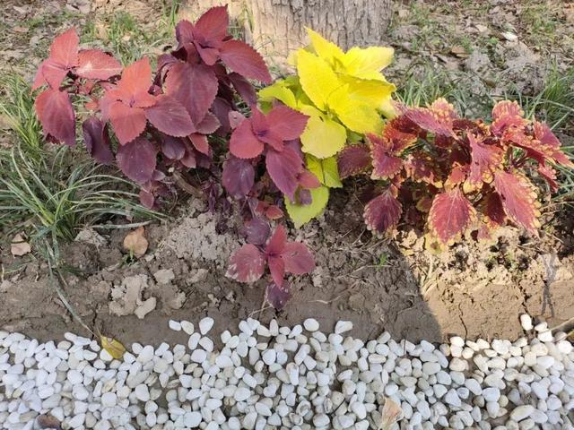 社区治理“景”上添“花”！宝山这个小区进行绿化带微更新