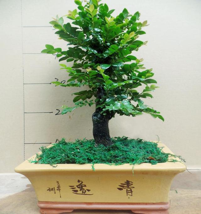 教你轻松养出小叶紫檀盆景，不容错过！