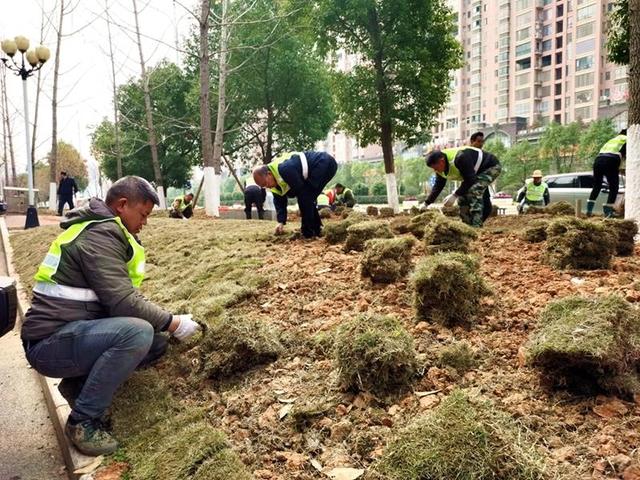 东安：补种绿化草坪 助创国家园林城市