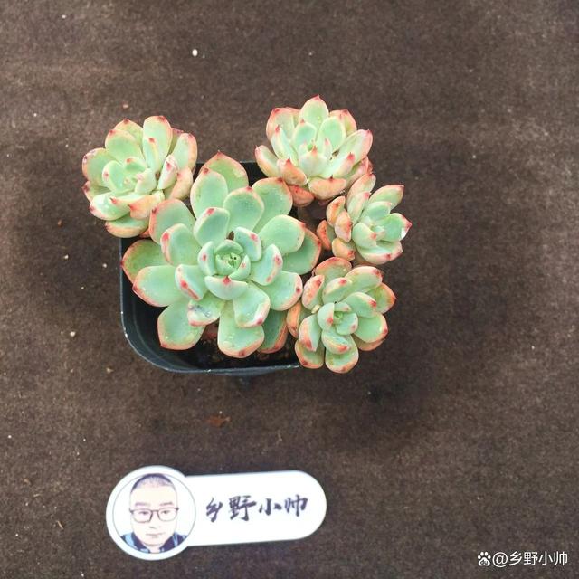 分享精品多肉，群生的小老桩，一起看看吧