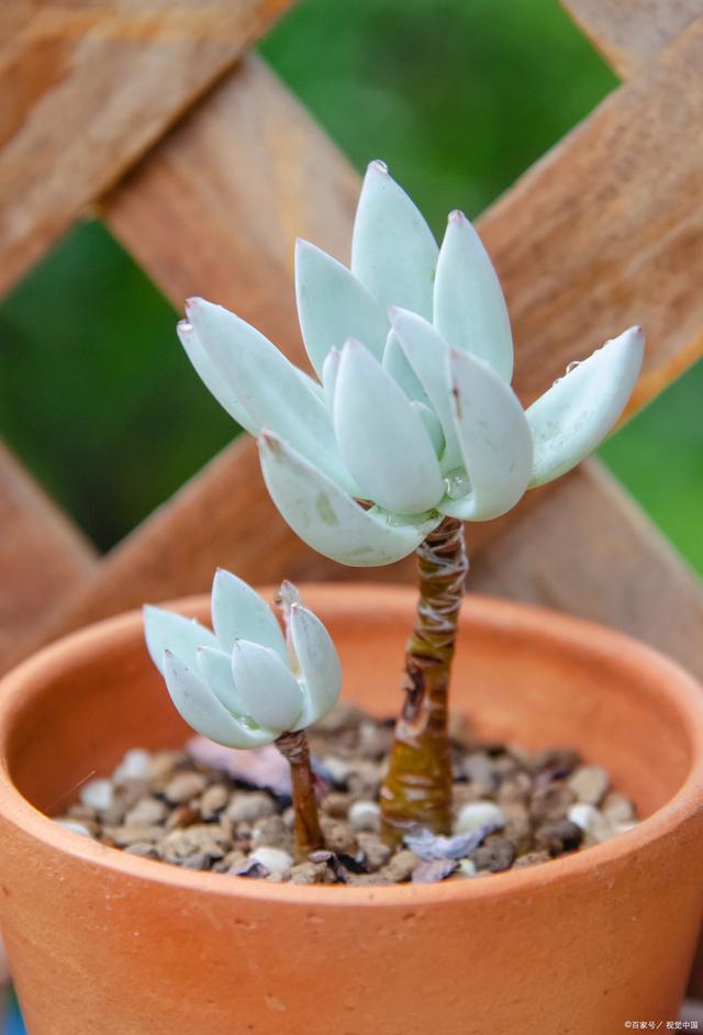 多肉植物小知识：多肉吹雪怎么养才会红，有这些技巧！