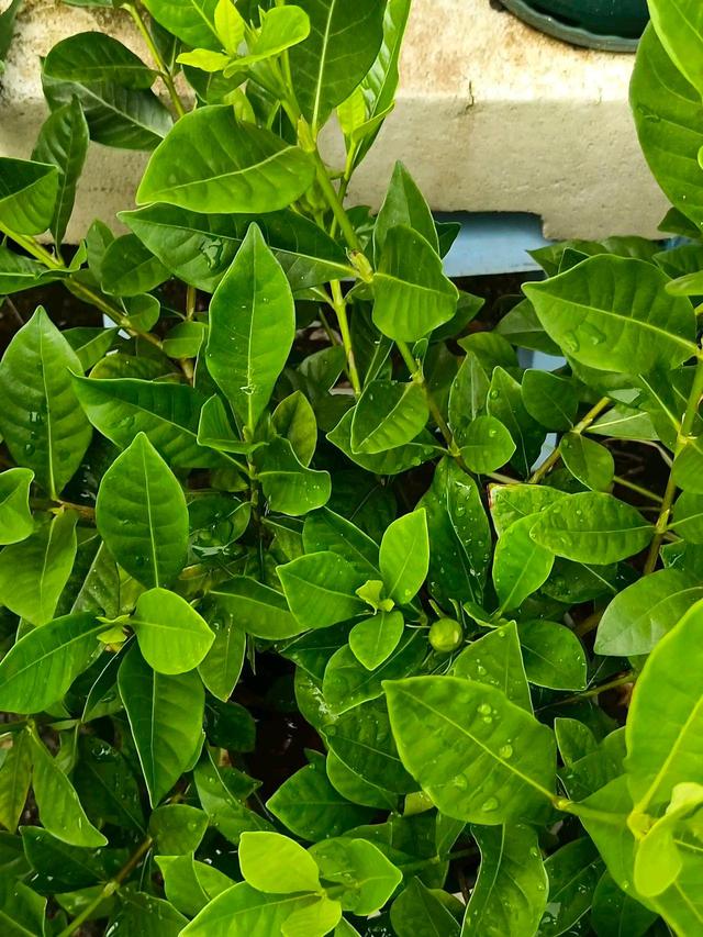 劝你别养栀子花，我入过的“坑”，你要避开，不是吓唬你