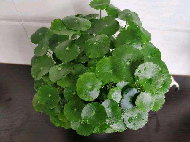铜钱草的“蜕变”，17岁姑娘将它养在罐头里，抬头见笑脸，真治愈