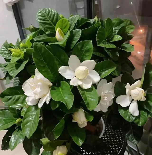 劝你别养这3种花，家里要有赶快扔，老花匠都“上当”了