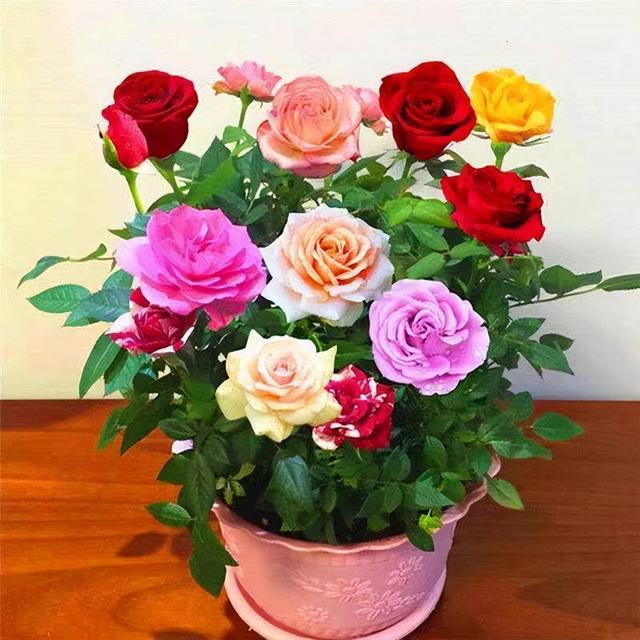 可以盆栽的玫瑰，一树10色，花色绚丽如彩虹，香味浓郁，养护简单