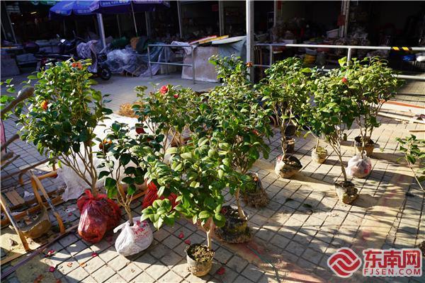 三明泰宁：苗木花卉市场走俏