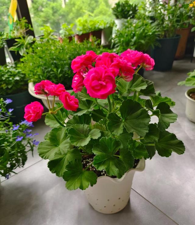 天竺葵新品种“罗莎琳达”，花美如玫瑰，又美又喜庆，耐热好养活